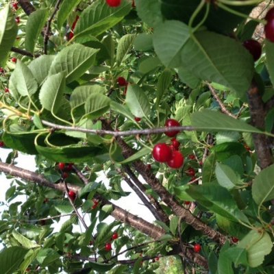 Ramos de árvore com folhas verdes e cerejas vermelhas maduras, etiqueta 'Quinta Ju Por tu'