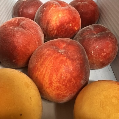 Vários pêssegos vermelhos, alaranjados e amarelos numa caixa de cartão branca