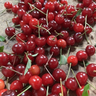 Cerejas vermelhas frescas com caules e folhas verdes sobre madeira