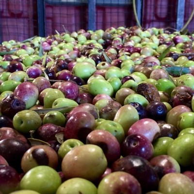 Azeitonas verdes e roxas frescas empilhadas
