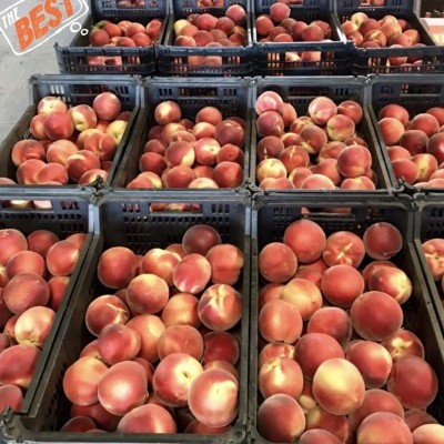 Cestos pretos cheios de pêssegos cor de salmão num mercado, com texto THE BEST e @QUINTADAPORTA