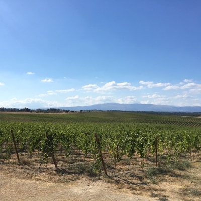 Campo de vinhas com céu azul e poucas nuvens