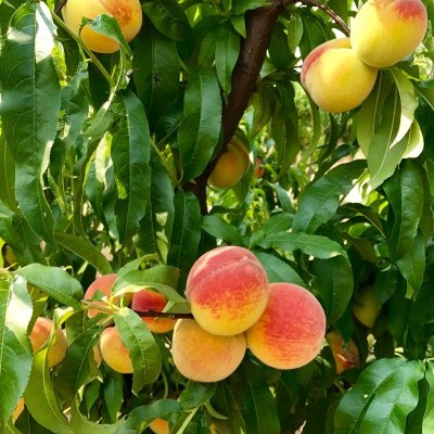 Ramo de pêssegos amarelos com tons avermelhados e folhas verdes em árvore