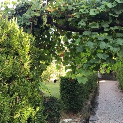 Caminho com sebe e arco de parreira com uvas verdes