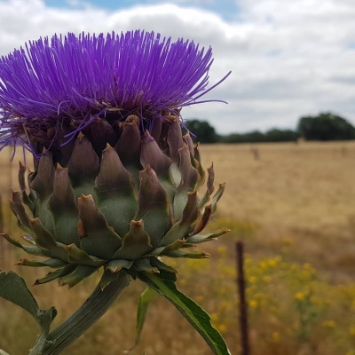 Cardo flor roxa num campo dourado com céu nublado