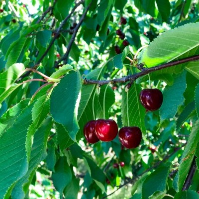 Ramo de cerejeira com folhas verdes e cerejas vermelhas brilhantes