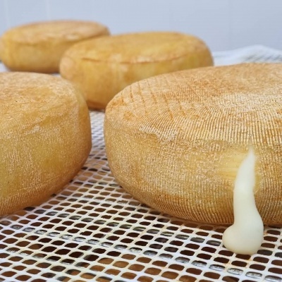 Quatro queijos redondos amarelos com crosta rugosa numa malha plástica branca