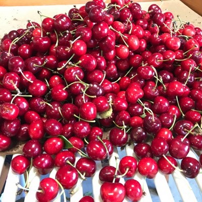 Cerejas vermelhas frescas com talos verdes numa caixa de madeira clara