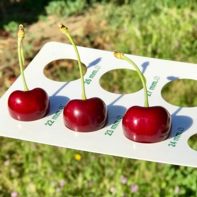 Três cerejas vermelhas em suporte branco de medição com fundo verde desfocado