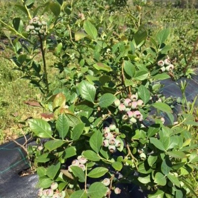 Arbustos de mirtilo verdes com frutos em crescimento.