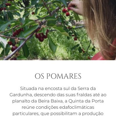 Pessoa a colher cerejas vermelhas de um ramo verde em ambiente exterior verdejante