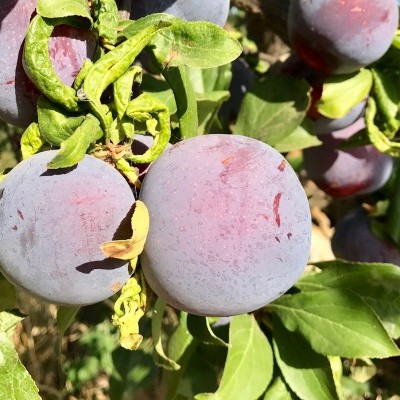 Ameixas roxas maduras em ramos com folhas verdes
