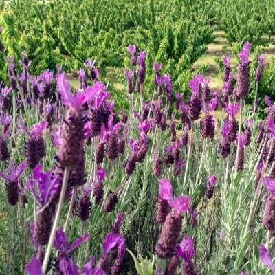 Campo agrícola com flores de lavanda e videiras ao fundo com logótipo Quinta d' Portas