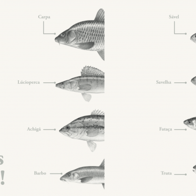 Desenhos de peixes com seus nomes em português e o texto Os nossos peixes!