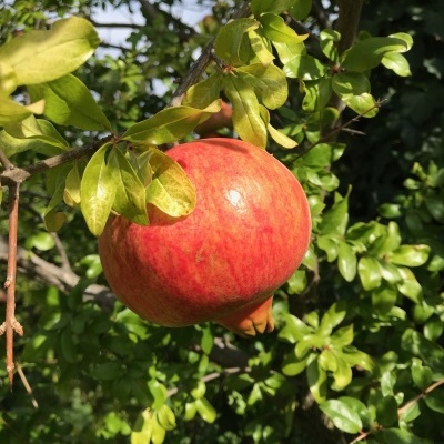 Romã vermelha numa árvore com folhas verdes ao sol.