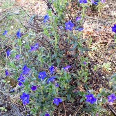 Planta com flores roxas pequenas em solo natural com folhas secas