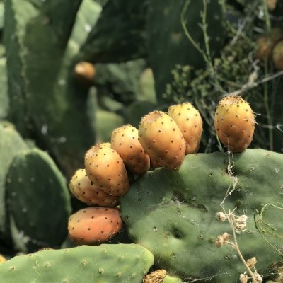 Frutos amarelo-laranja em planta de cacto verde ao ar livre