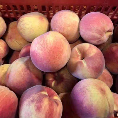 Pêssegos rosa e amarelos numa cesta de plástico vermelha