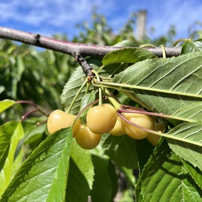 https://www.lojadaquinta.com/product/cerejas-brancas