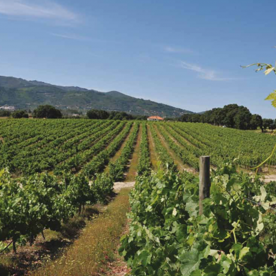 Vinha com fileiras de videiras em ambiente rural e céu azul