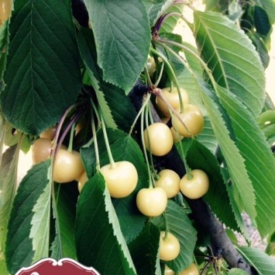 Ramo de cerejeira com cerejas amarelas e logo Quinta da Porta