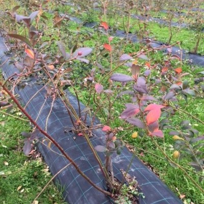 Campo agrícola com arbustos e tecido preto no solo