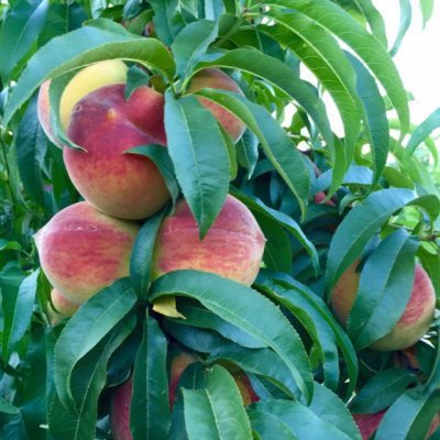 Pêssegos maduros pendurados em árvore com folhas verdes