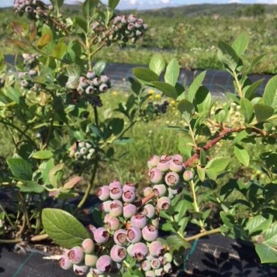 Arbustos de mirtilos com frutos e folhas verdes num campo ao ar livre