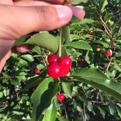 Mão segurando raminho com cerejas vermelhas brilhantes e folhas verdes