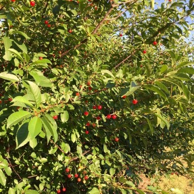 Arbusto com frutos vermelhos e folhas verdes ao sol