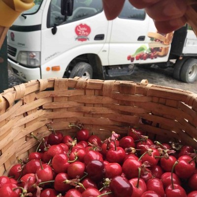 Cesto de cerejas vermelhas com cásto, carrinha branca ao fundo com logótipo Country Cherry
