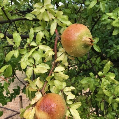 Frutos maduros de romã na árvore com folhas verdes e gotas de água