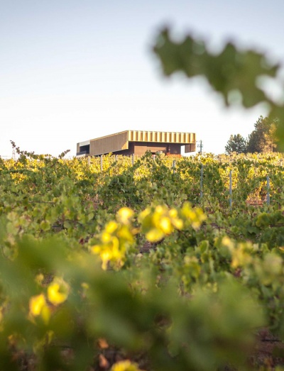 Campo de vinhas com edifício moderno ao fundo sob céu azul claro.