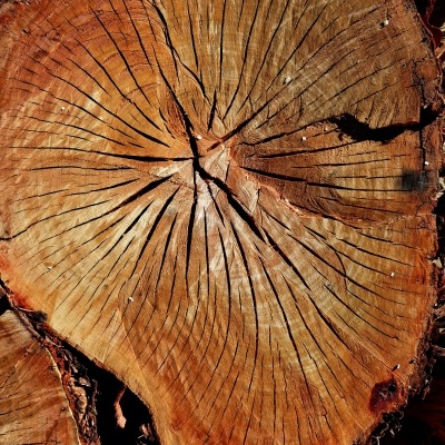 Secção transversal de tronco de árvore com anéis visíveis e casca