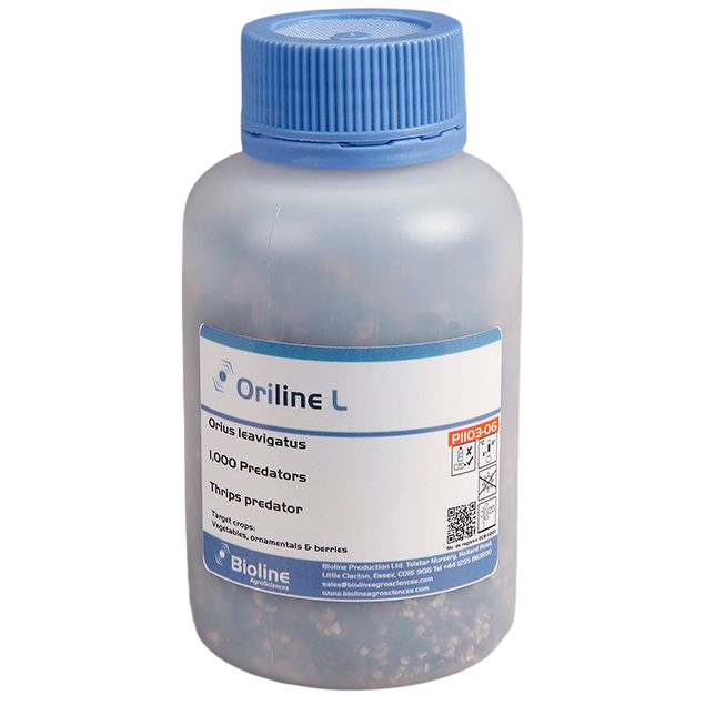 Oriline L - Garrafa 1.000 Indivíduos Adultos - Orius laevigatus (Thrips) Frasco plástico translúcido com tampa azul e rótulo detalhado para controlo de pragas