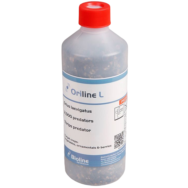 Oriline L- Garrafa 2.000 Indivíduos Ninfas - Orius laevigatus (Thrips) Frasco de plástico transparente com tampa vermelha e rótulo branco contendo predadores biológicos