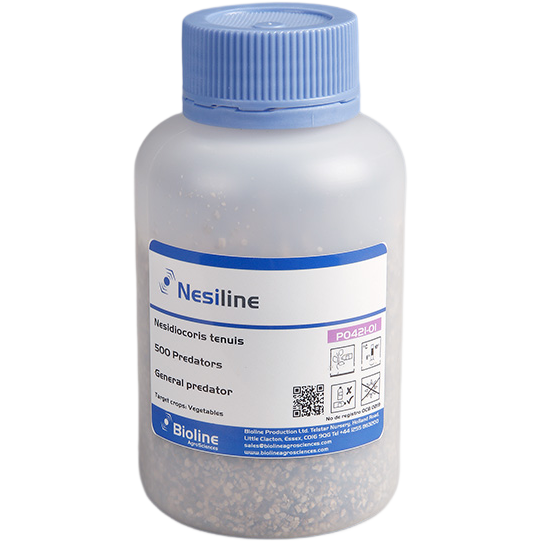 Nesiline - Frasco com 500 unidades - Nesidiocoris tenuis (Mosca-branca e traça-do-tomateiro) Frasco plástico translúcido com tampa azul e rótulo branco e azul contendo grânulos