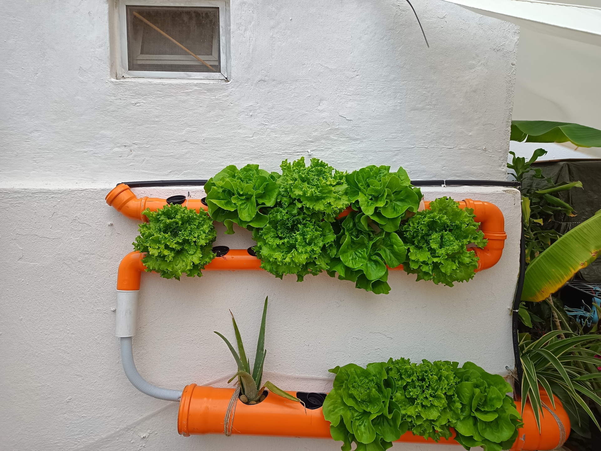 Sistema de cultivo hidropónico com tubos laranja e alfaces na parede branca