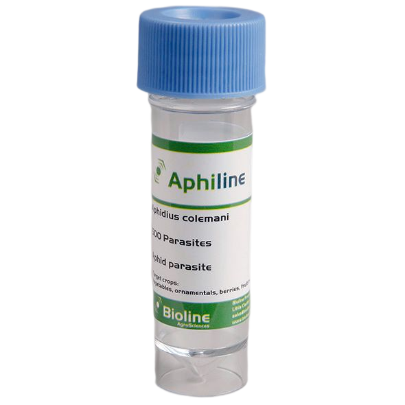 Aphiline - Frasco com 1.000 indivíduos - Aphidius colemani (Pulgão pequeno) Frasco transparente com tampa azul do produto Aphiline da Bioline AgroSciences