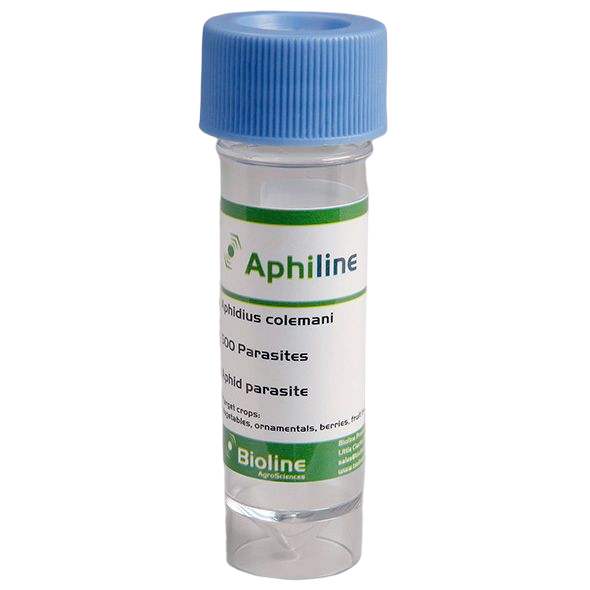 Aphiline Veg - Frasco - 500 Indivíduos - Aphidius colemani + A. ervi + Aphelinus abdominalis (Phídeo) Frasco plástico transparente com tampa azul e rótulo com texto verde e preto