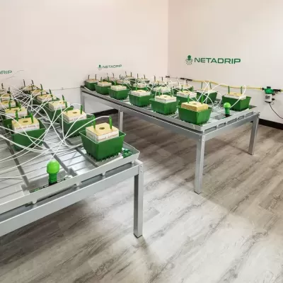 Sistema automatizado de vasos verdes com Cultiwool e tubos de irrigação em mesas metálicas num espaço branco