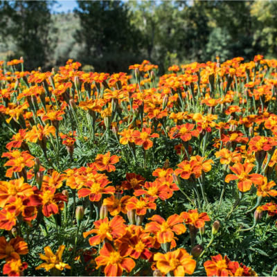 Flores laranja e vermelhas em campo verde com árvores ao fundo
