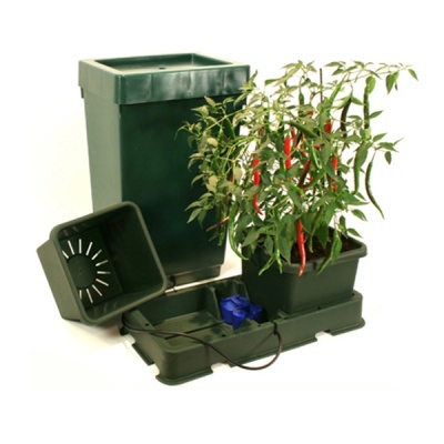 Conjunto de vasos plásticos verdes com planta de pimenteira e sistema de irrigação