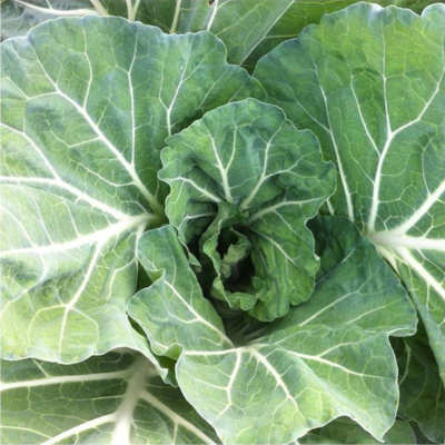 Couve verde com folhas largas e nervuras brancas