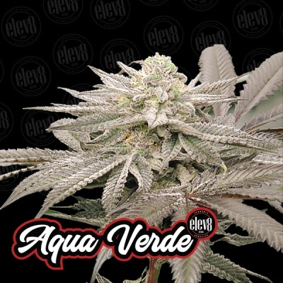 Planta verde com cristais brancos e texto Aqua Verde em fundo preto