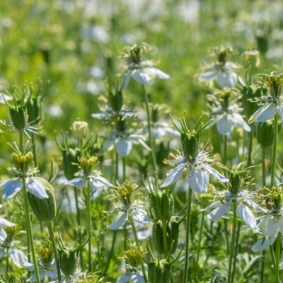 Flores Nigella brancas em campo verde