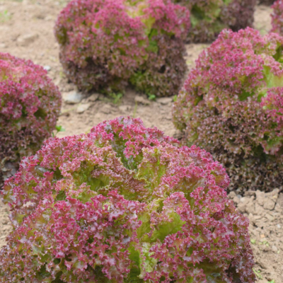 Alfaces frisadas vermelhas e verdes a crescer em solo arenoso