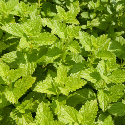 Folhas verdes de planta com margens serrilhadas em fundo natural