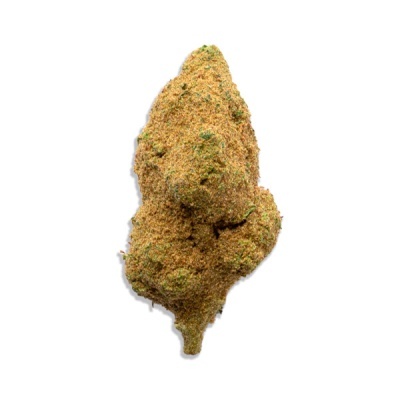 Flor de cannabis coberta por tricomas castanhos e verdes sobre fundo branco