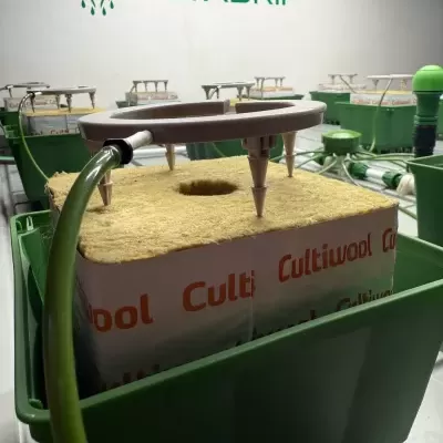 Sistema de irrigação Netadrip com tubos verdes e blocos Cultiwool amarelos em caixas verdes